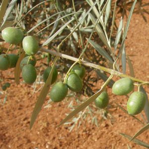 aceituna-hojiblanca