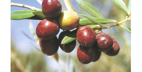 aceituna-manzanilla-sevillana